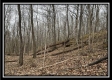 More of Tract 2 - The Woods at Buck Run
