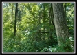 Bluebird Cabin at Muskingum Woods property photo