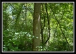 Bluebird Cabin at Muskingum Woods property photo