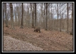 Coalton Wildlife Retreat property photo