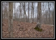 More of Coalton Wildlife Retreat