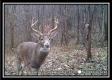 More of Tract 10 – Muskingum Woods