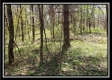 Tract 10 – Muskingum Woods property photo