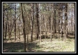 Tract 10 – Muskingum Woods property photo