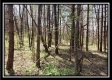 Tract 10 – Muskingum Woods property photo