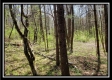Tract 10 – Muskingum Woods property photo