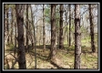Tract 10 – Muskingum Woods property photo