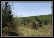 More of Tract 10 – Muskingum Woods