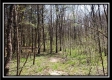 Tract 10 – Muskingum Woods property photo