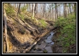 More of Tract 3 at The Woods at Harrison Road