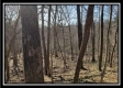 Tract 3 at The Woods at Harrison Road property photo