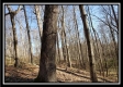 More of Tract 3 at The Woods at Harrison Road