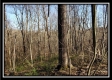 Tract 3 at The Woods at Harrison Road property photo