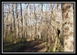 Tract 3 at The Woods at Harrison Road property photo