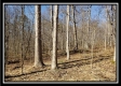 Tract 3 at The Woods at Harrison Road property photo
