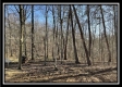 Tract 6 at The Woods at Harrison Road property photo