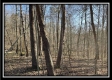 Tract 6 at The Woods at Harrison Road property photo