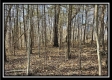 Tract 6 at The Woods at Harrison Road property photo