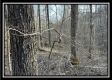 Tract 6 at The Woods at Harrison Road property photo