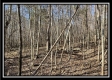 Timber View Cabin at Harrison Road property photo