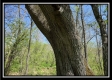 Tract 10 - The Woods at Sunfish Creek property photo