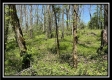 Tract 10 - The Woods at Sunfish Creek property photo