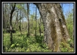 More of Tract 10 - The Woods at Sunfish Creek