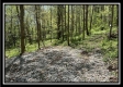 Tract 3 - The Woods at Sunfish Creek property photo