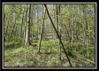 Tract 3 - The Woods at Sunfish Creek property photo