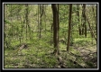Tract 3 - The Woods at Sunfish Creek property photo