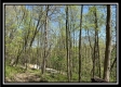 Tract 3 - The Woods at Sunfish Creek property photo