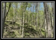 Tract 3 - The Woods at Sunfish Creek property photo