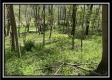 Tract 3 - The Woods at Sunfish Creek property photo
