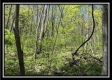 Tract 3 - The Woods at Sunfish Creek property photo