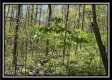 Tract 3 - The Woods at Sunfish Creek property photo