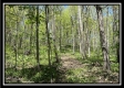 Tract 3 - The Woods at Sunfish Creek property photo