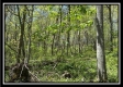 Tract 3 - The Woods at Sunfish Creek property photo