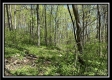Tract 3 - The Woods at Sunfish Creek property photo