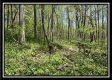Tract 3 - The Woods at Sunfish Creek property photo