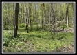 Tract 3 - The Woods at Sunfish Creek property photo