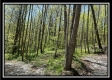 Tract 3 - The Woods at Sunfish Creek property photo