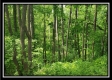 Tract 1 – Perry Retreat property photo