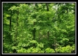 Tract 3 - Perry Retreat property photo