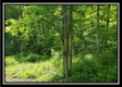 More of Tract 4 – Perry Retreat