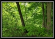 Tract 7 – Perry Retreat property photo