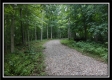 More of Tract 3 - Raysville Road