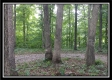 More of Tract 3 - Raysville Road