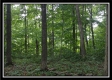 More of Tract 3 - Raysville Road