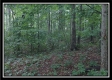 Tract 3 - Raysville Road property photo