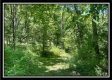 Tract 6 - Muskingum Woods property photo